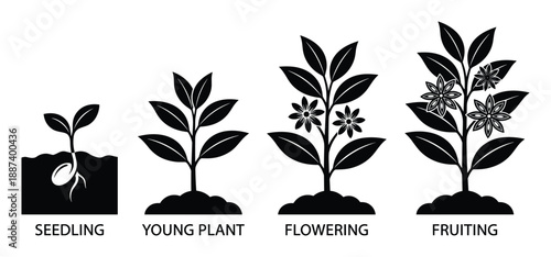 Plant Growth Stages Vector Illustration, Life Cycle Germination Seedling, Young plant, Flowering and Fruiting Stages