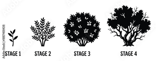 Plant growth stages vector illustration, plant life cycle from seedling to fully grown tree, silhouette style