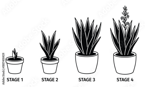 Plant Growth Stages Vector Illustration, Plant life cycle Germination Seedling, Vegetative Maturity diagram in detail