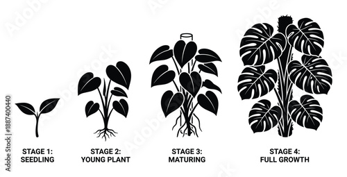 Plant growth stages vector illustration, plant life cycle seedling, young plant, maturing and full growth diagram