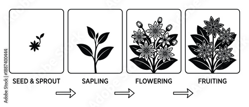 Plant growth stages vector illustration, seed, sprout, sapling, flowering and fruiting diagram in detail