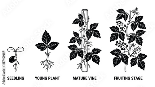 Poison Ivy Life Cycle Stages Vector Illustration Seedling, Young Plant, Mature Vine and Fruiting Stage.