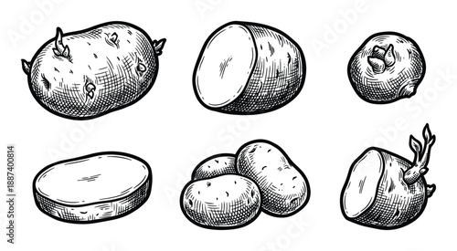 Potato illustration set, hand drawn potatoes, half potatoes, sprouts, fresh organic food, natural produce, vector