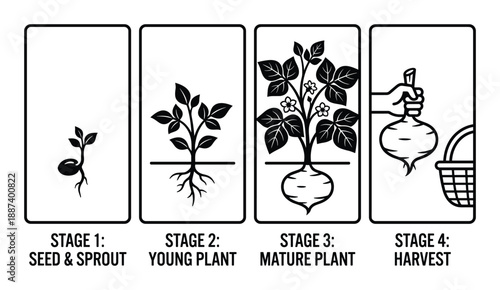 Potato Plant Growth Stages Vector Illustration, from Seed to Harvest Process Diagram