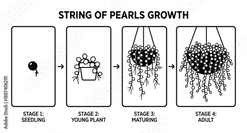 String of Pearls Growth Stages Diagram Vector Illustration, Seedling to Adult, Plant Development Cycle