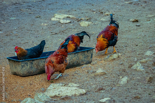 Free Range Chickens Feeding on Mountain Farm, Wuhan China