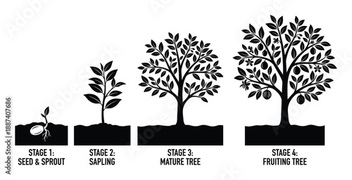Tree Growth Stages Illustration: Seed, Sprout, Sapling, Mature and Fruiting Tree, Black Silhouette on White Background