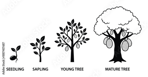 Tree Growth Stages Vector Illustration Diagram, Seedling, Sapling, Young Tree and Mature Tree Diagram isolated on white background