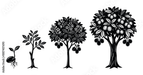 Tree Growth Stages Vector Illustration, from seed to mature tree with fruits and flowers in detail black and white