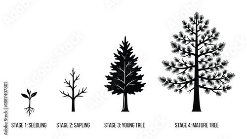 Tree Growth Stages Vector Illustration, Seedling to Mature Tree Development
