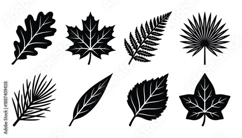 Various leaves silhouettes illustration. Eight different leaf species outlines collection.