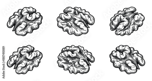 Walnut halves vector illustration, shelled walnut kernel detailed drawing, food ingredient design for culinary projects