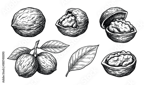 Walnuts sketches collection with open and closed shells and leaves hand drawn illustration