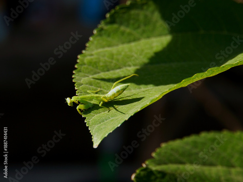 A small green mantis perched on a large green leaf, basks in the sunlight. Its intricate details and vibrant color capture a moment in nature