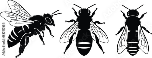 WebBee silhouettes illustration set showing flying honey bees with detailed wings, insect anatomy collection isolated on white background for nature and wildlife design