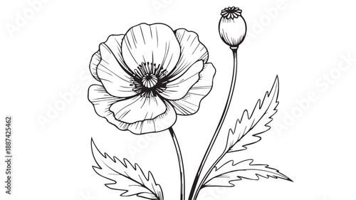 A delicate black and white illustration of a poppy flower and its seed pod, rendered in a simple linocut style, showcasing natural beauty