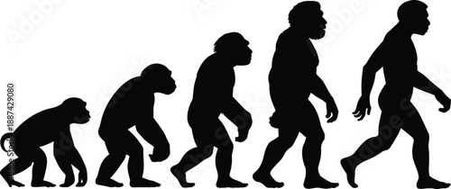 Evolution of human silhouette from ape to modern man showing stages of human evolution, anthropology concept, Darwin theory, scientific illustration isolated on white background