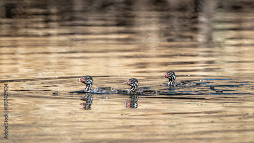 Three Australasian Grebe Chicks swim in rippling water.