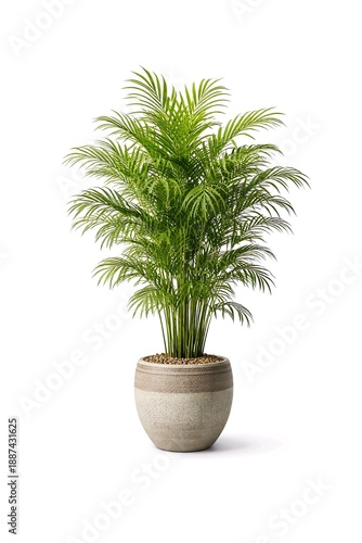 Bamboo Palm in Decorative Floor Pot