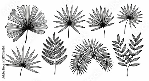 set of hand drawn modern tropical exotic leaves and branches silhouette isolated on white background
