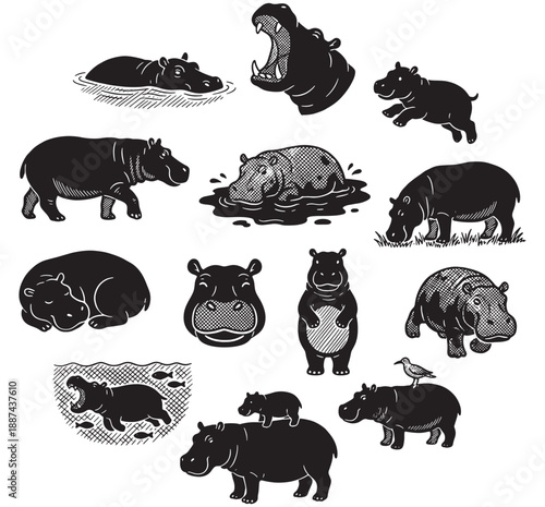 Collection of black and white illustrations featuring hippos in various poses and activities, including swimming, walking, eating, and interacting with their environment.