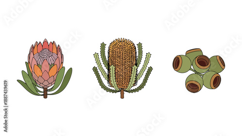 Vibrant Australian Native Flora Illustrations Protea Banksia Flower and Eucalyptus Gumnuts with Distinctive Forms.