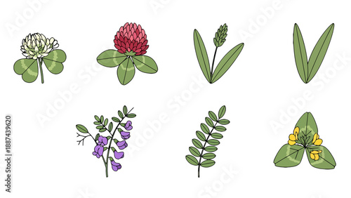 Handdrawn Style Botanical Illustrations Set Clovers Vetch and Diverse Green Leaves.