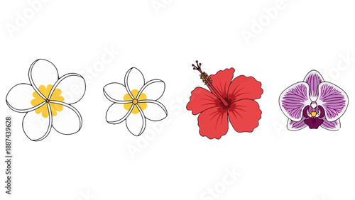 Handdrawn tropical flower collection white plumeria red hibiscus purple orchid with bold outlines and vibrant fills.