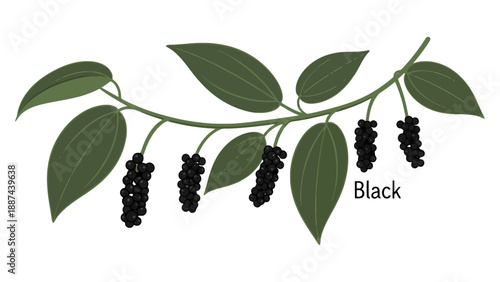 Illustrated black pepper plant branch with dark green leaves and clusters of ripe black peppercorns.