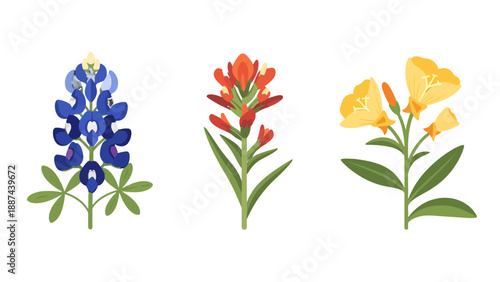 Vibrant Texas wildflowers illustration set bluebonnet Indian paintbrush evening primrose flat graphic design.