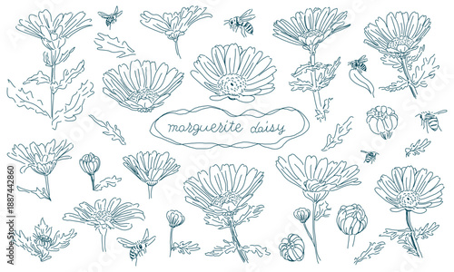 ラフタッチなマーガレットの線画素材（透過性のラインアート）