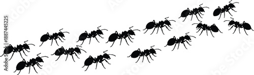 Ants silhouettes marching in line, insect teamwork and cooperation concept, colony movement pattern, nature and wildlife illustration isolated on white background