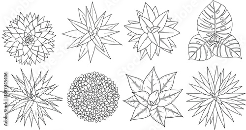 Botanical succulent and tropical leaves line art set hand drawn plant illustrations black outline collection for coloring book tattoo design decor