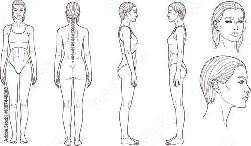 Female body proportions anatomy reference line art set front side back views realistic woman figure drawing template for artists fashion medical illustration