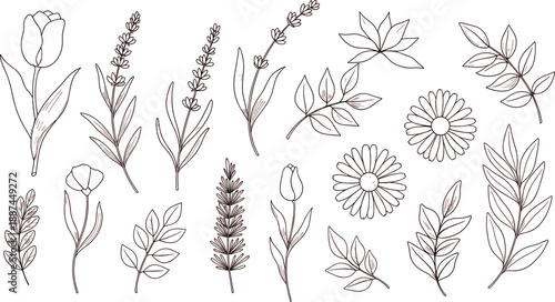Hand drawn botanical line art set isolated on white background featuring flowers leaves herbs branches floral illustration collection