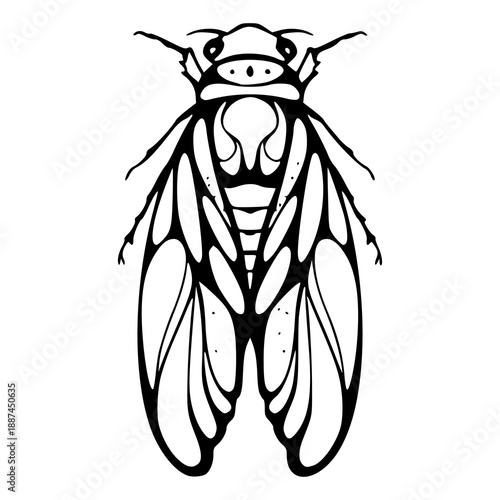 vintage entomology drawing of a winged insect in modern style