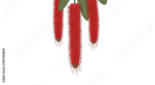 Acalypha: Cat's tail flower with long, drooping red petals