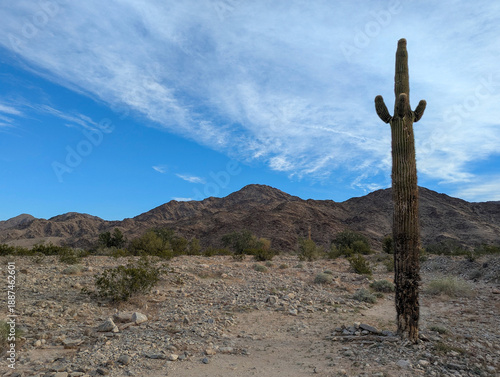 Sonora Desert Yuma Arizona Reference Photo