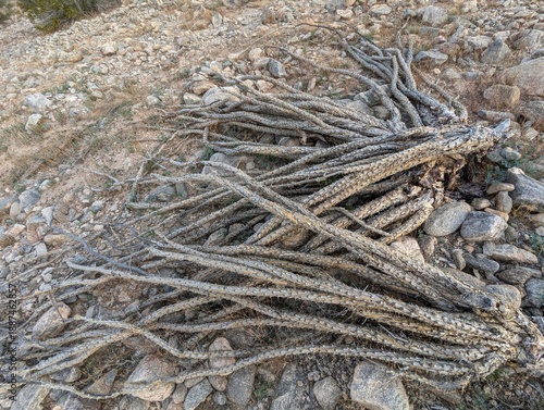 Sonora Desert Yuma Arizona Reference Photo