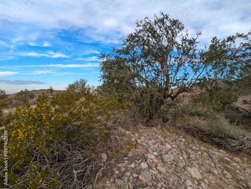 Sonora Desert Yuma Arizona Reference Photo