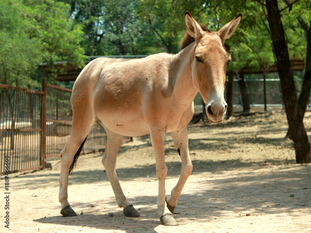 Fototapeta premium Close-up of a Tibetan wild ass standing in a zoo