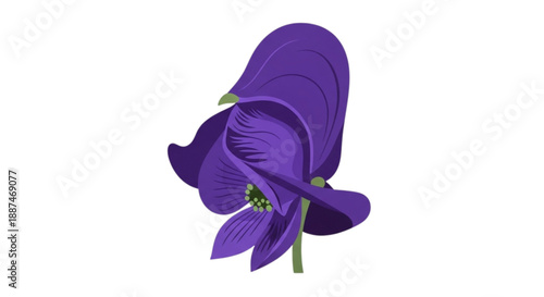 Aconitum: Poisonous monkshood flower with helmet-shaped purple petals