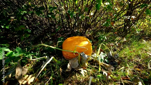 Moving camera closer toward large ripe or matured orange pumpkin laying on ground still attached to withering plant