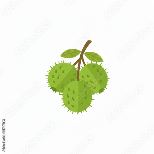 Unripe Green Rambutan Vector