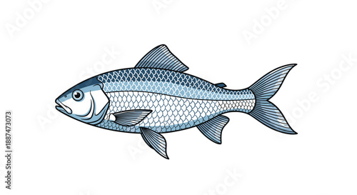 Detailed illustration of a single fish with blue scales and fins showing intricate texture on a white background.