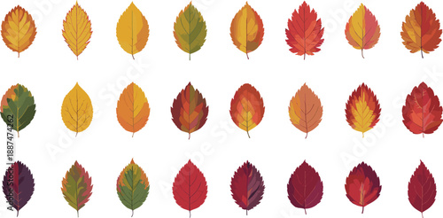 Autumn leaves vector collection, colorful fall foliage icons, flat botanical illustration set for seasonal nature design backgrounds web print marketing