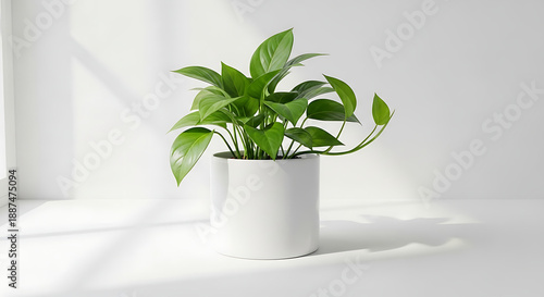 Vibrant green pathos houseplant thriving indoors showcasing lush foliage in a minimalist modern white ceramic pot near bright natural light.