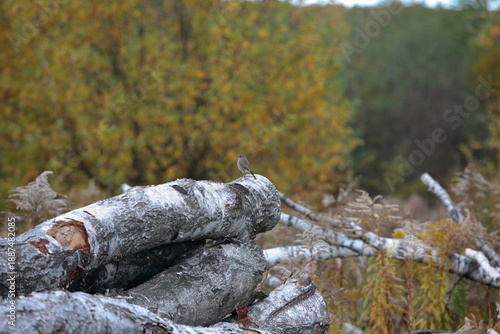 Bird on a felled tree