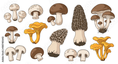 Detailed set of various edible and wild mushrooms including morels chanterelles and button mushrooms in a realistic hand drawn botanical style.