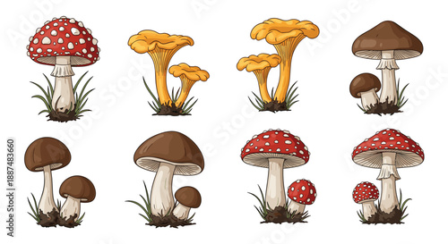 Set of eight detailed mushroom illustrations featuring poisonous amanita muscaria golden chanterelles and edible brown porcini varieties.